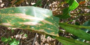 uploads/images/disease/Leaf blight  of maize.jpg